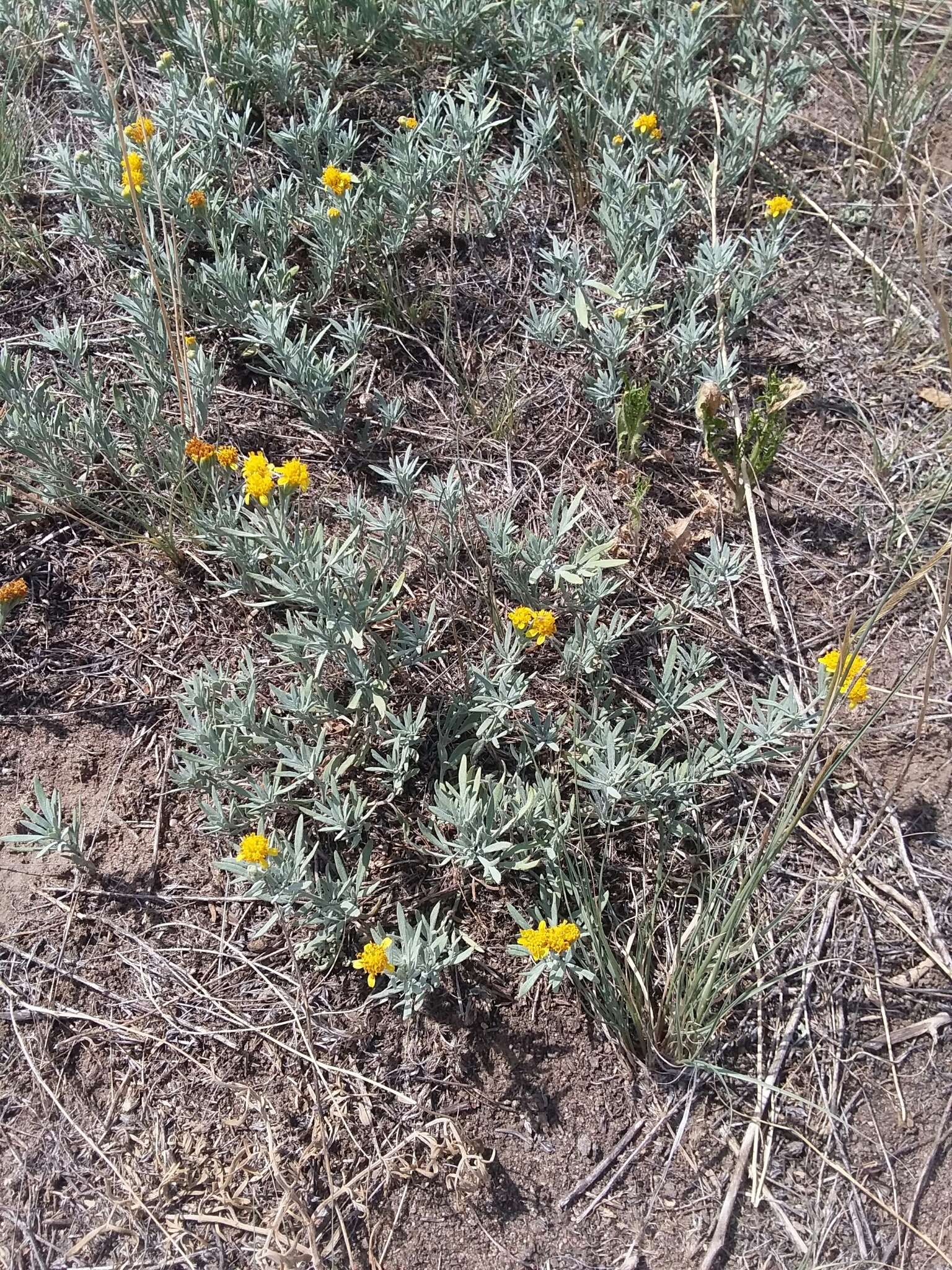 Plancia ëd Picradeniopsis oppositifolia (Nutt.) Rydb.