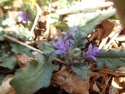 Image of Ajuga decumbens Thunb.