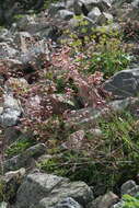 Image of Saxifraga kolenatiana Regel