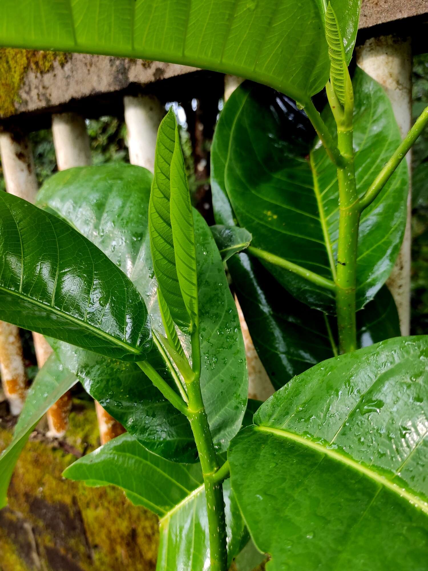 Image of Ficus callosa Willd.