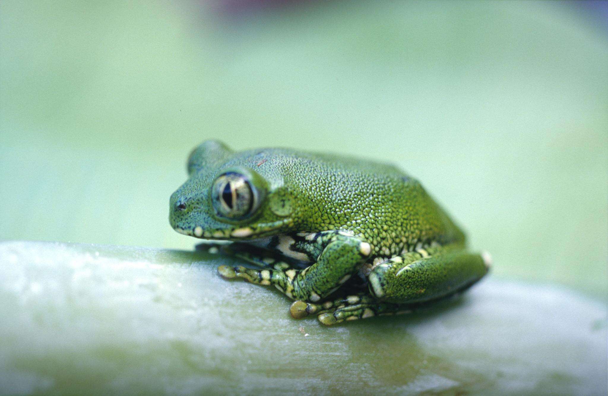 Image of Amani Forest Treefrog