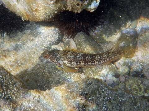 Image of Ringneck Blenny