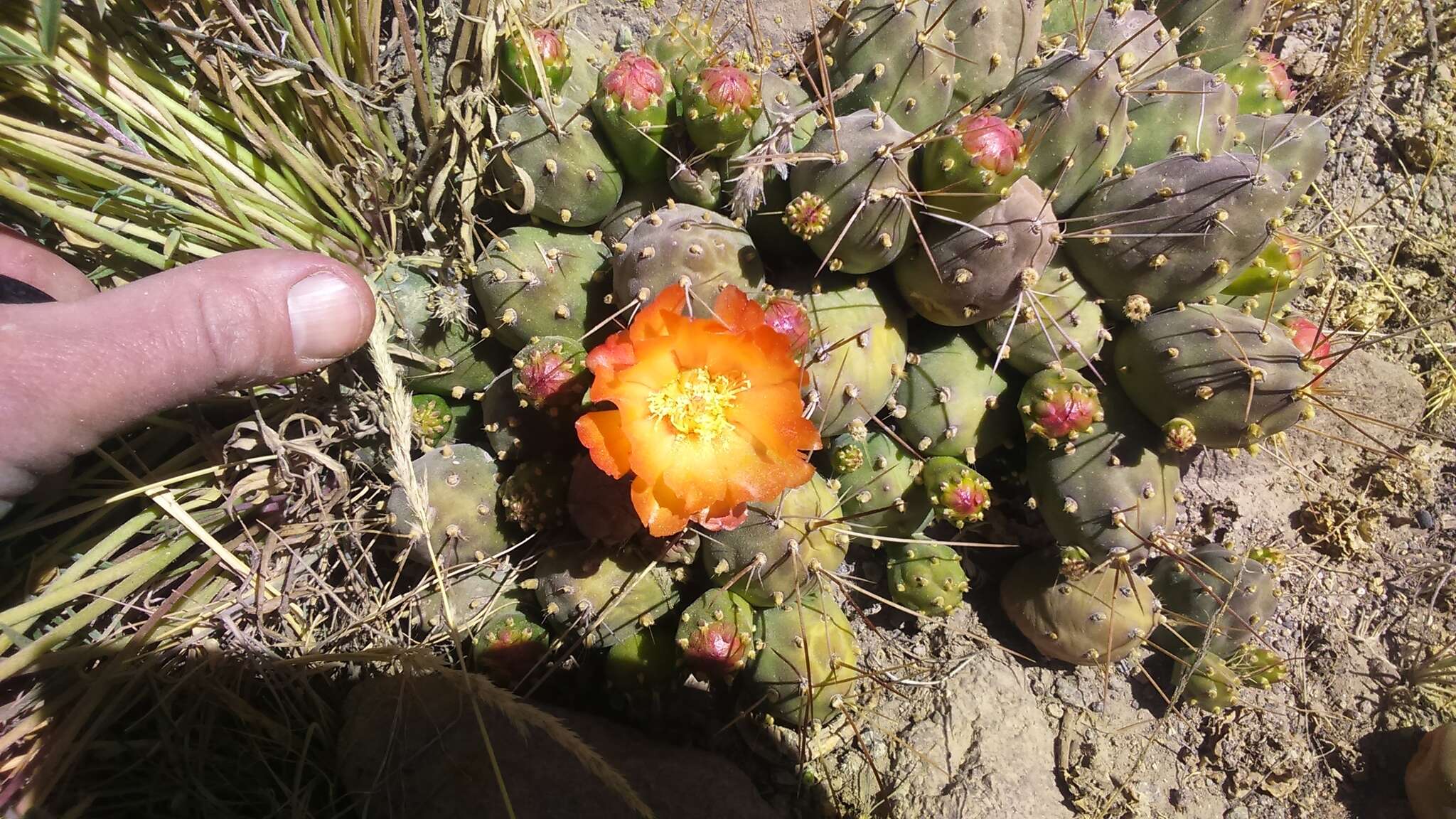 Cumulopuntia boliviana subsp. ignescens (Vaupel) D. R. Hunt resmi