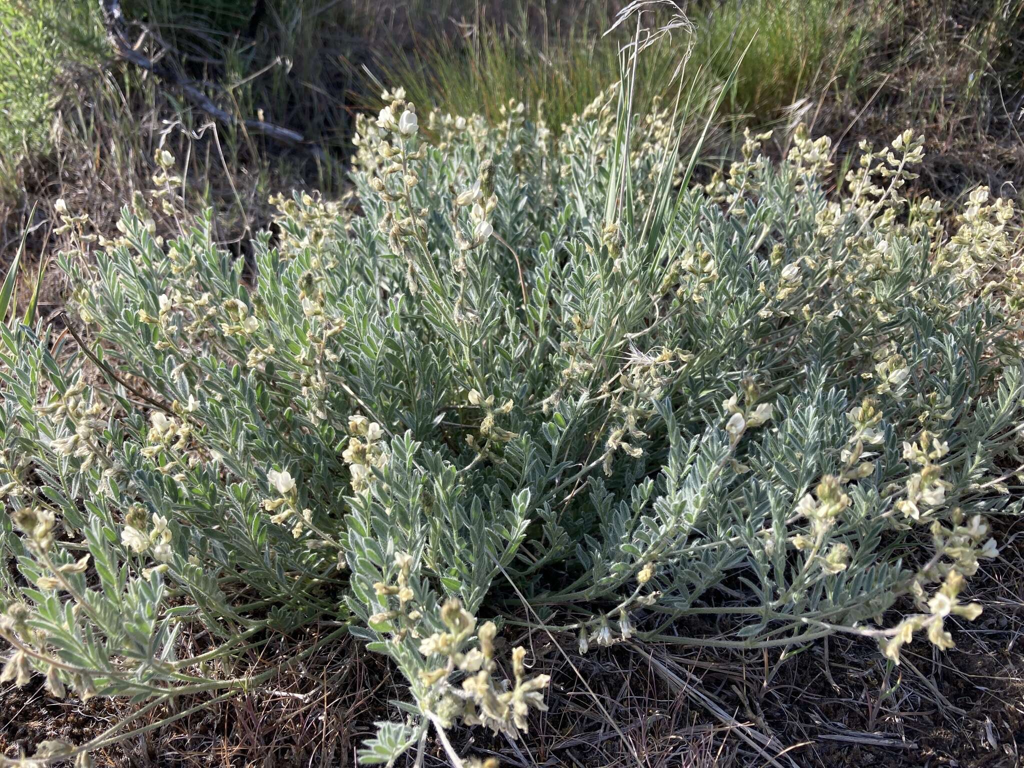 Imagem de Astragalus lyallii A. Gray