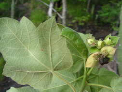 Image de Jatropha andrieuxii Müll. Arg.