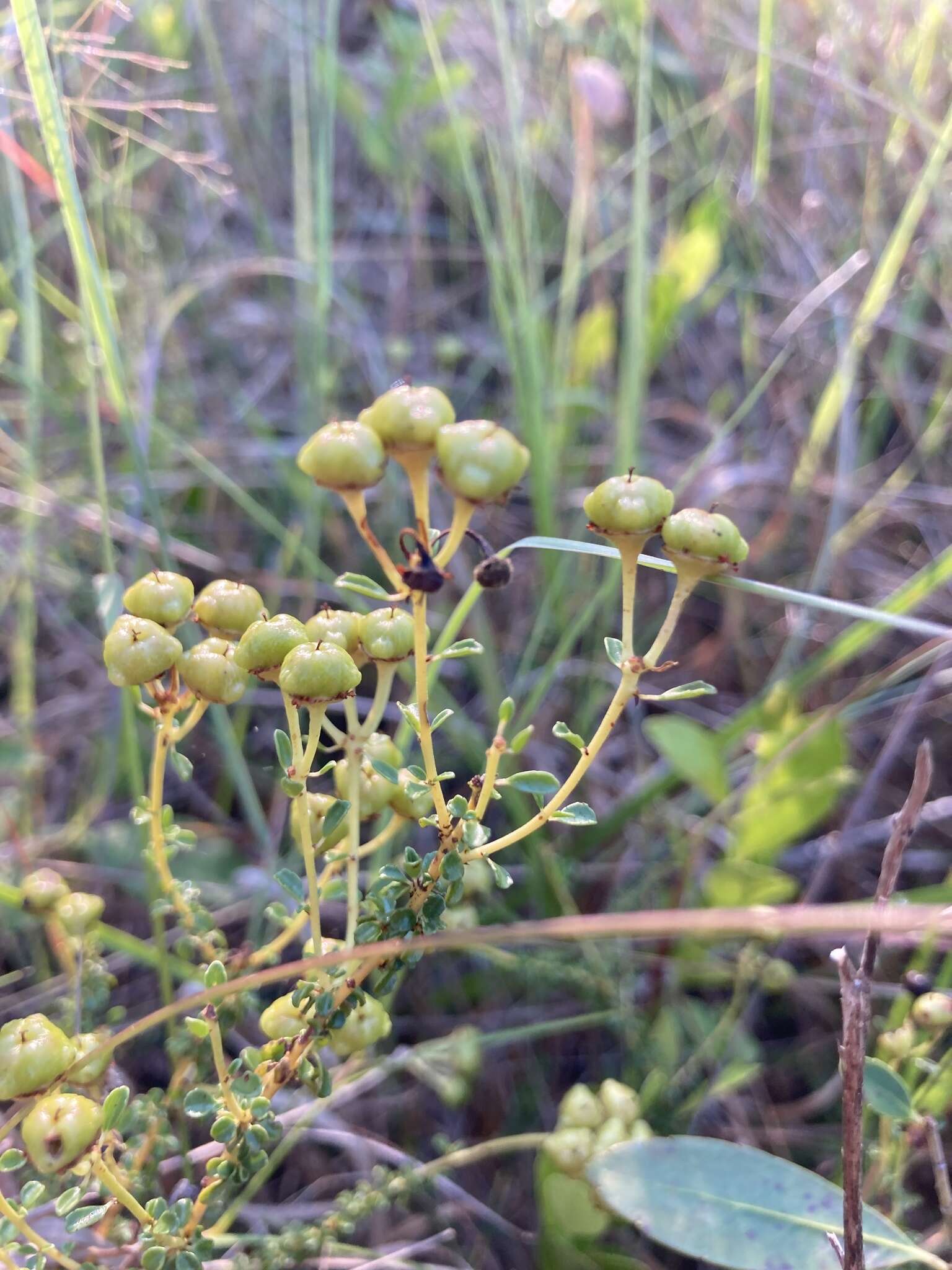 Image of littleleaf buckbrush