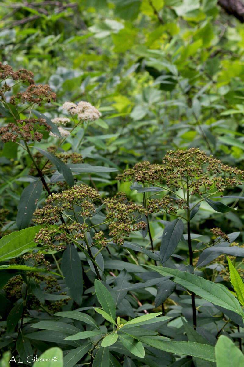 Imagem de Spiraea virginiana Britt.