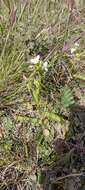 Image of succulent spiderwort