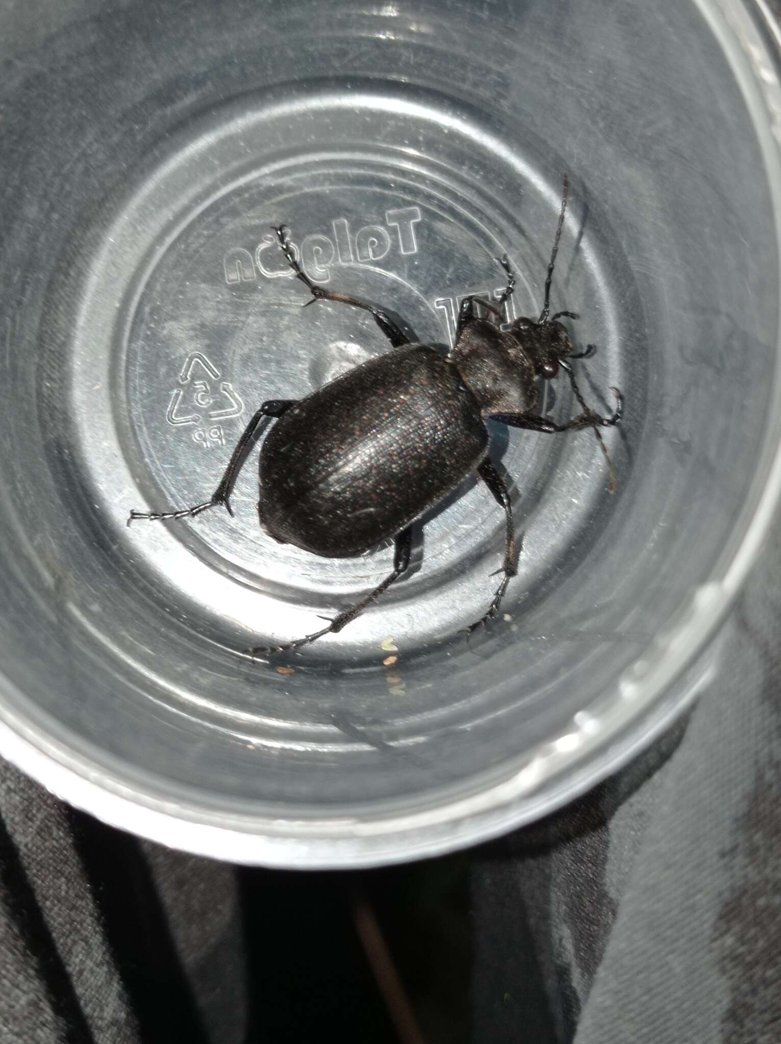 Слика од Calosoma (Caminara) denticolle Gebler 1833