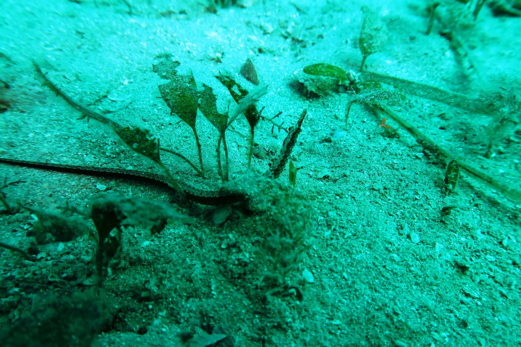 Image of Mother-of-pearl pipefish