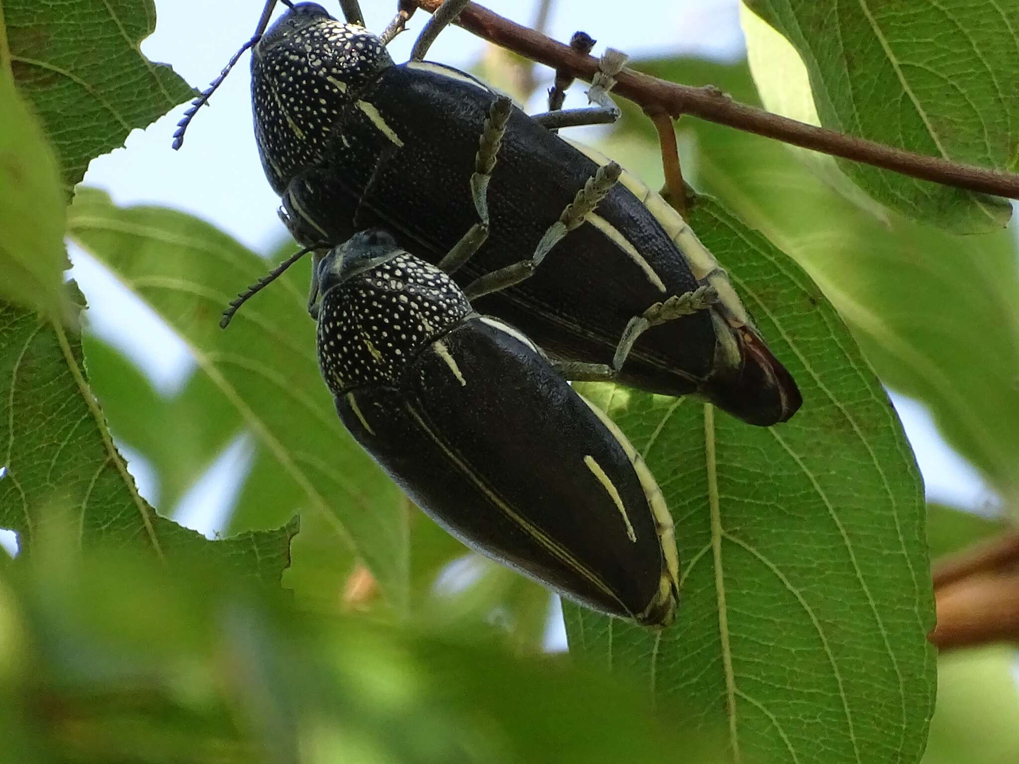 Image of <i>Sternocera <i>interrupta</i></i> interrupta