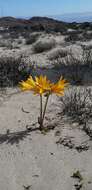 Imagem de Zephyranthes bagnoldii