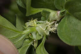 Image of Theligonum cynocrambe L.