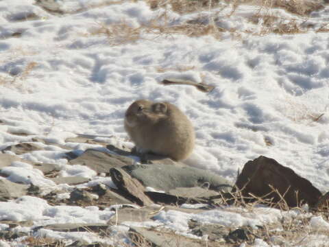 Image of Pallas’s Pika