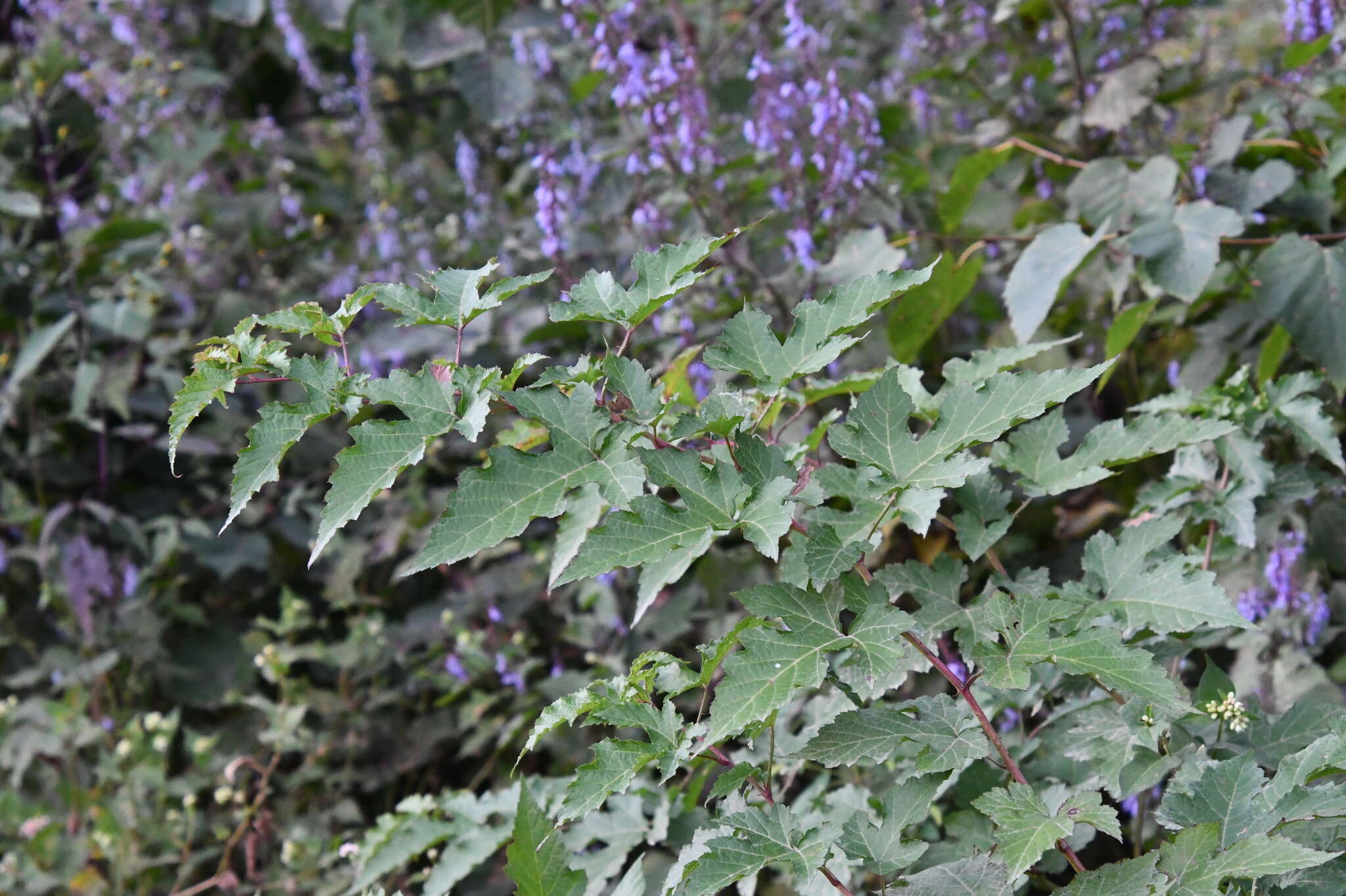 Слика од Rubus crataegifolius Bunge