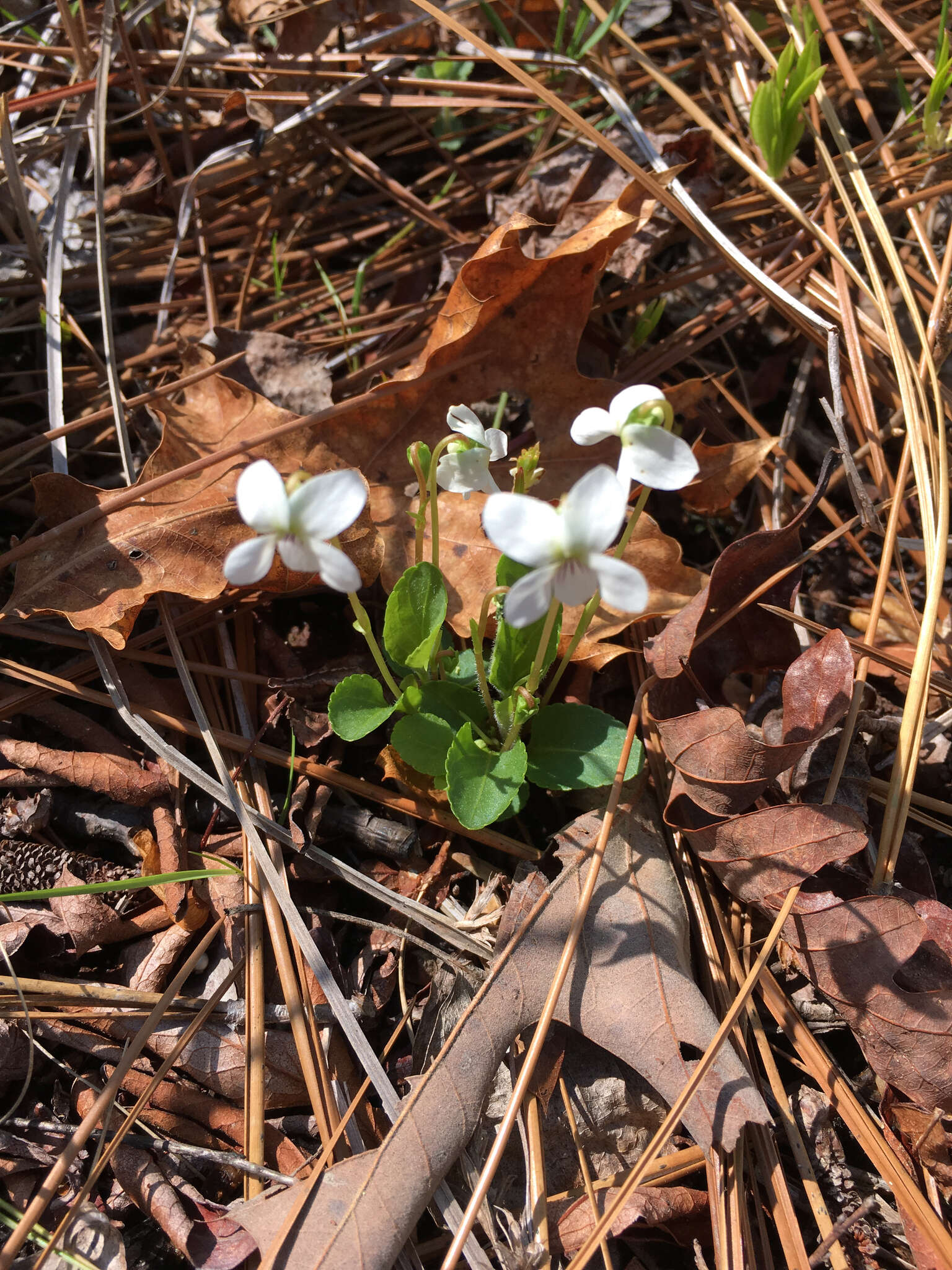 Image of Primrose leaved violet