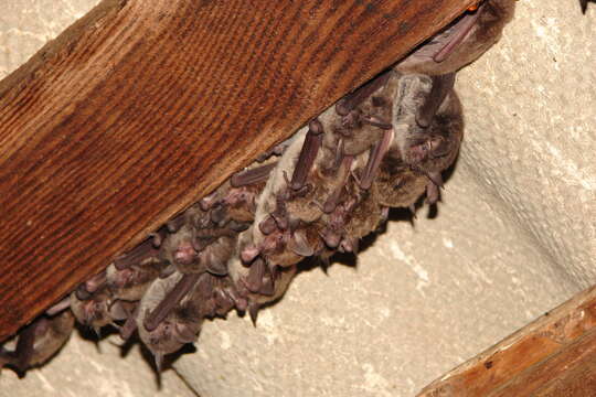 Image of Yellowish Myotis