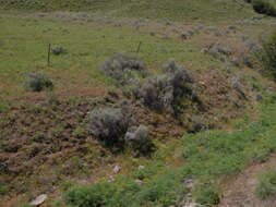 Слика од Lomatium tamanitchii Darrach & Thie