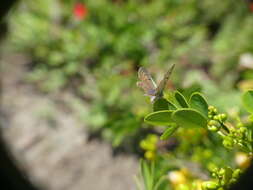 Image of Leptotes trigemmatus (Butler 1881)