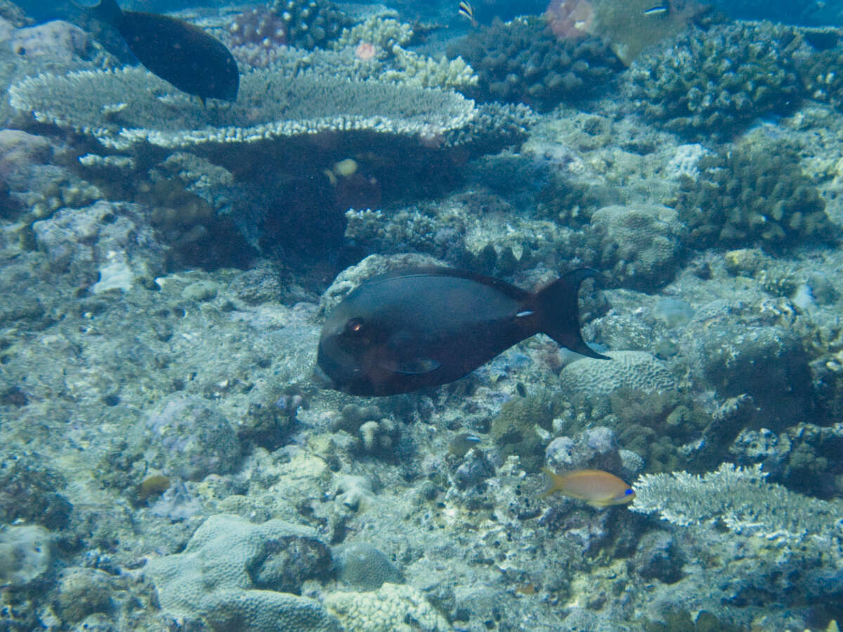 Image of Palelipped Surgeonfish