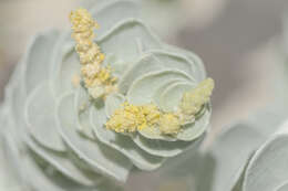 Image of Atriplex farinosa Forsk.