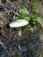 Image of Stropharia caerulea Kreisel 1979