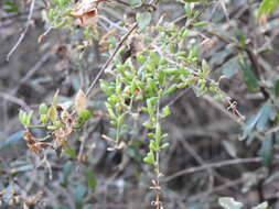 Image of Grahamia bracteata Gill.