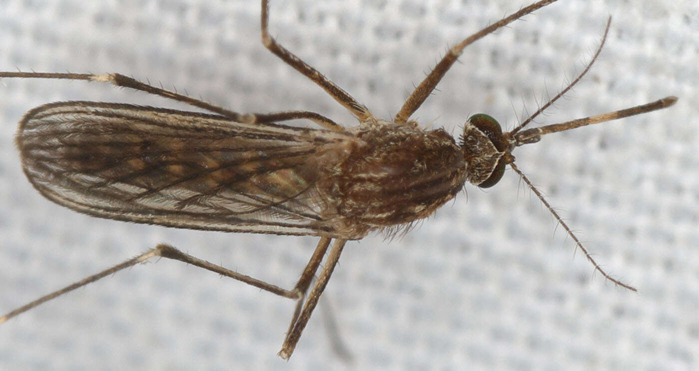 Image of Western Encephalitis Mosquito
