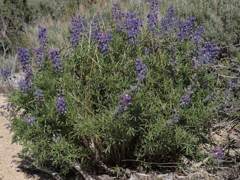 صورة Lupinus caudatus