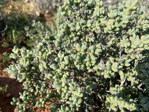 Слика од Ruschia leucosperma L. Bol.