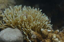 Image of Thin Birdsnest Coral