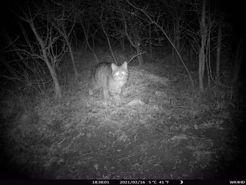 Image of European Wildcat