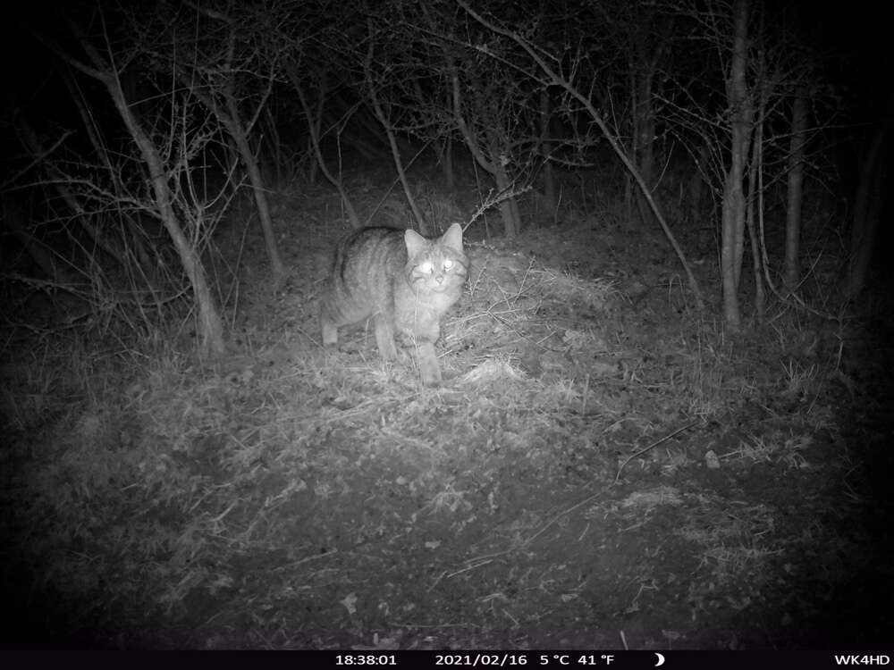 Image of European Wildcat