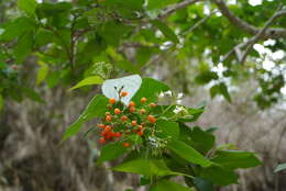 Image of Ehretia resinosa Hance