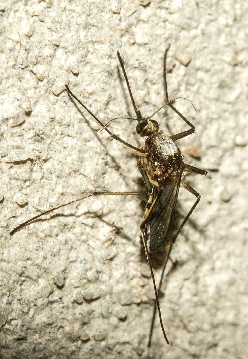 Image of Aedes scapularis (Rondani 1848)