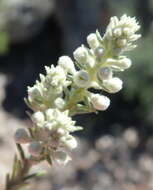 Image of Phylica axillaris var. pulchra Pillans