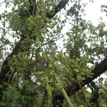 Imagem de Prionosciadium thapsoides (DC.) Mathias