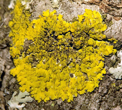 Image of Fringed candleflame lichen;   Lemon lichen