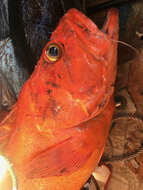 Image of Yelloweye rockfish