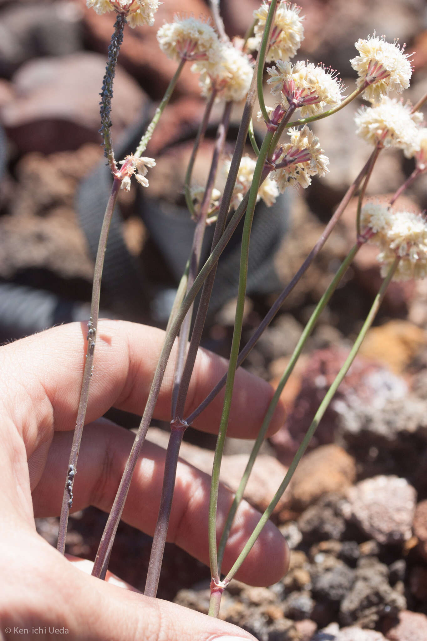 Image of naked buckwheat