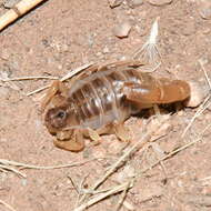 Image of Brachistosternus ferrugineus (Thorell 1876)