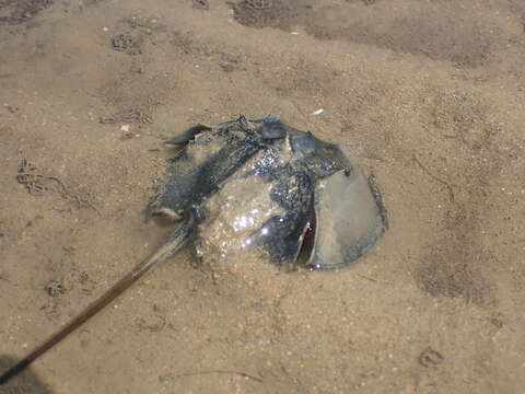 Image of Horseshoe Crab