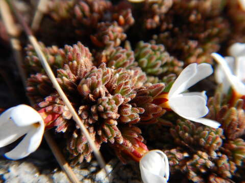 Douglasia gormanii Constance resmi