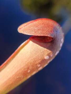 Image of Sarracenia minor var. okefenokeensis D. E. Schnell