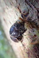 Image of Helms' stag beetle