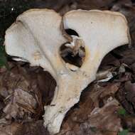 Image of Polyporus umbellatus (Pers.) Fr. 1821