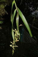 Image of Epidendrum hymenodes Lindl.