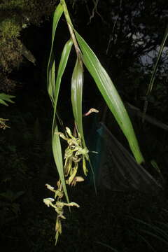 Image of Epidendrum hymenodes Lindl.