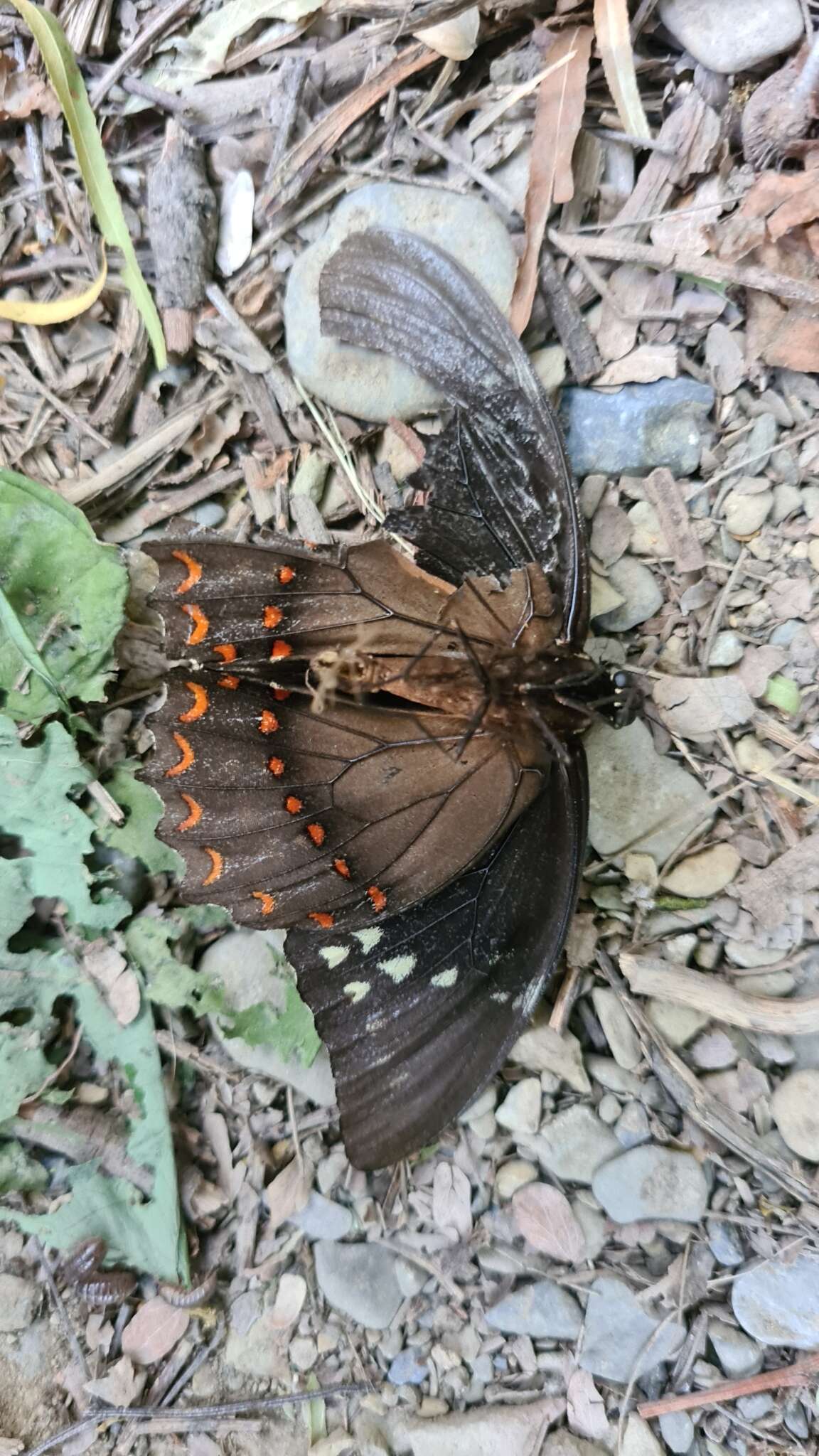 Image of Papilio menatius Hübner 1819