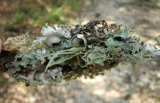 Image of cartilage lichen